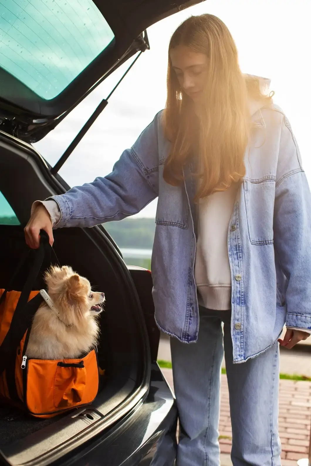 Pet Transport Services Expertise And Support Professionals