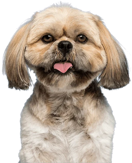 International Pet Travel And Transport Service