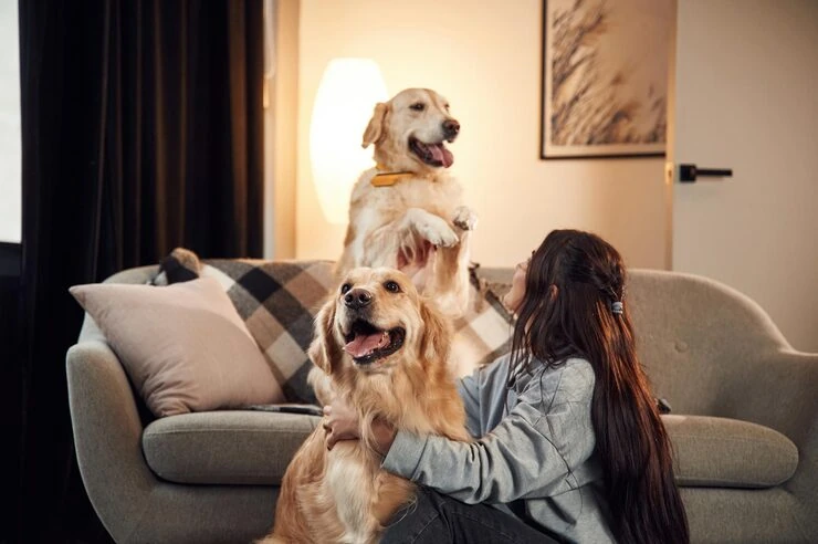 Why Choose Pearl Lemon Pet Transport