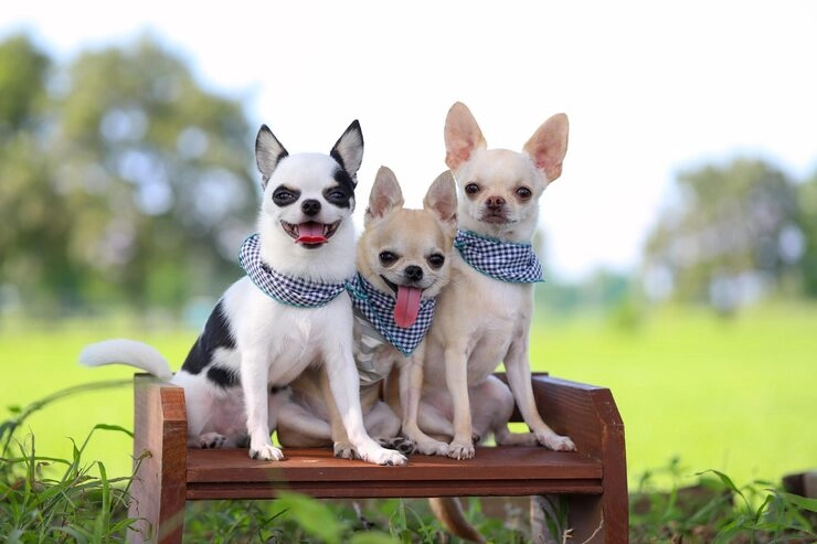 Why Many Owners Choose Pearl Lemon Pet Transport