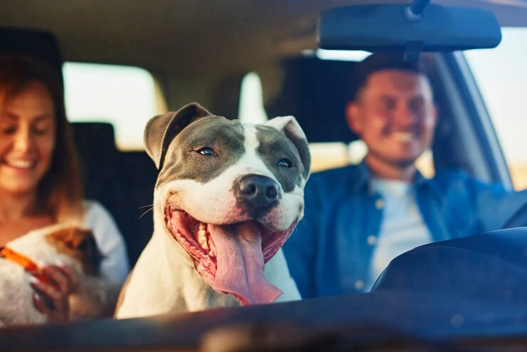 Domestic Corporate Pet Transfers