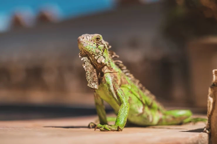 Industry Data That Matters for lizards