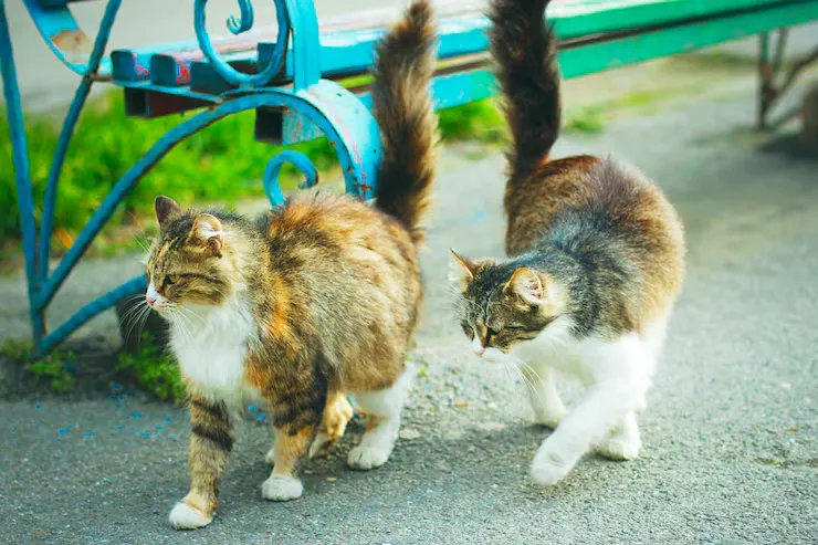 Multi-Cat And Special-Condition Cat Transport
