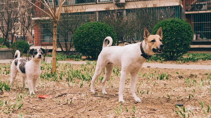 Why Dog Owners Choose Our Pet Transport From UK & Europe to USA