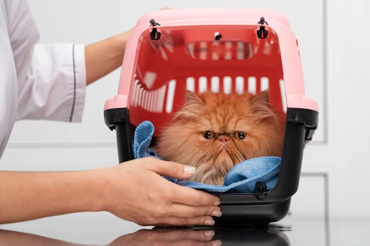 Why Owners Choose Our Rare Breed Cat Relocation Service