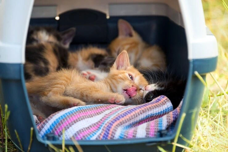 Airline Approved Cat Crate Coordination