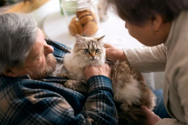 Cat Relocation Services From the UK to Greece