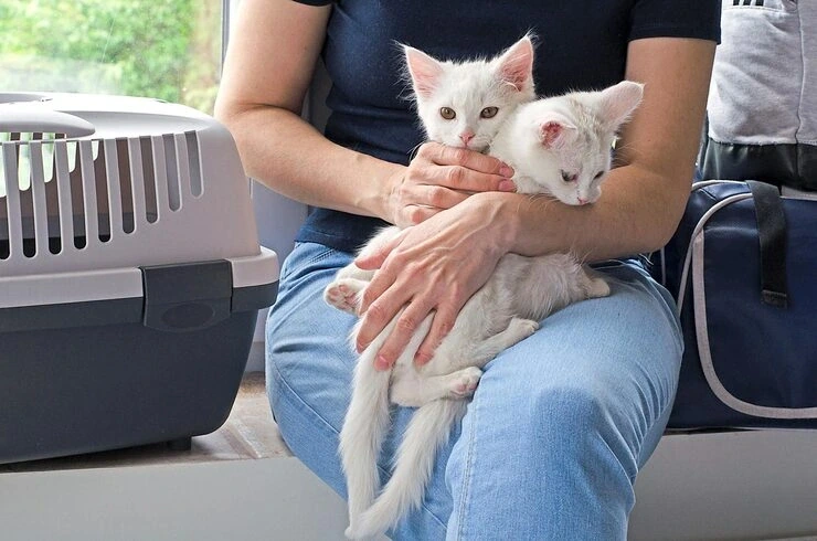 Cat Relocation Services From the UK to Norway