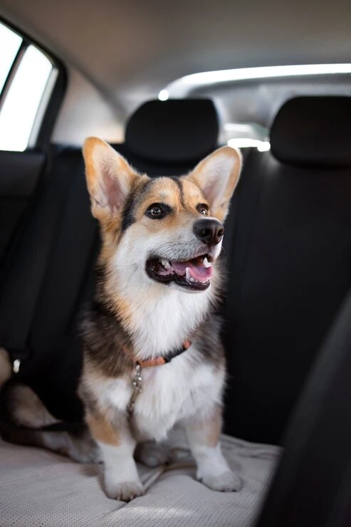 Corporate Pet Relocation Services In UK