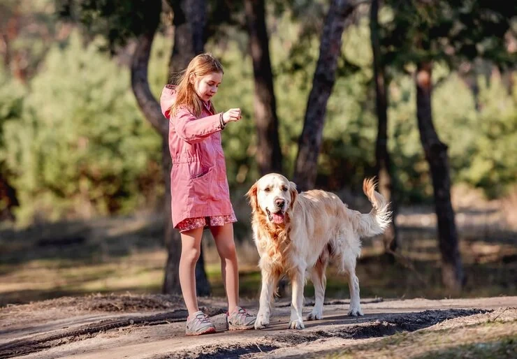 Dog Transport Services From the UK to Denmark