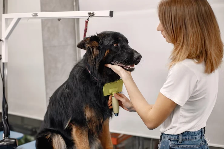 Dog Transport Services From the UK to Finland