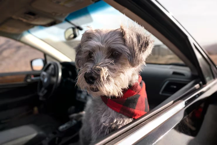 Door to Door Corporate Pet Relocation UK Wide