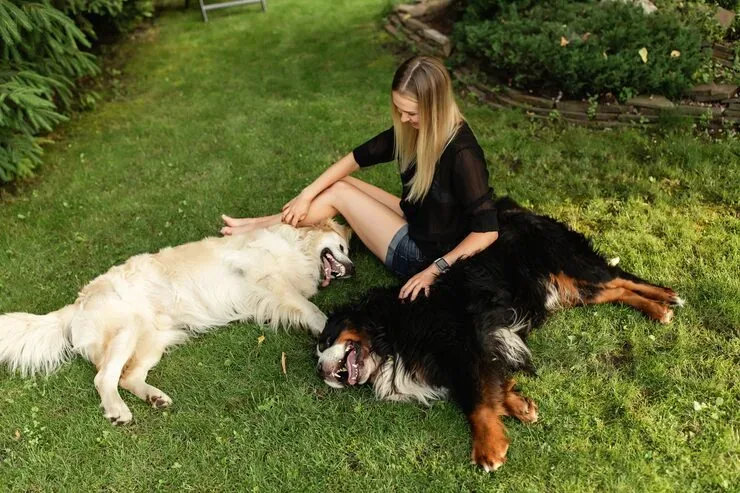 Door-to-Door Pet Relocation Across the UK and the Netherlands
