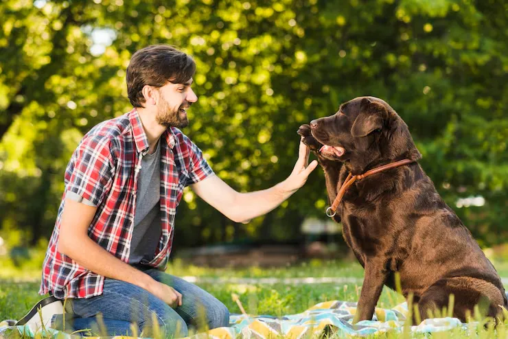 Door-to-Door UK to Finland Dog Relocation