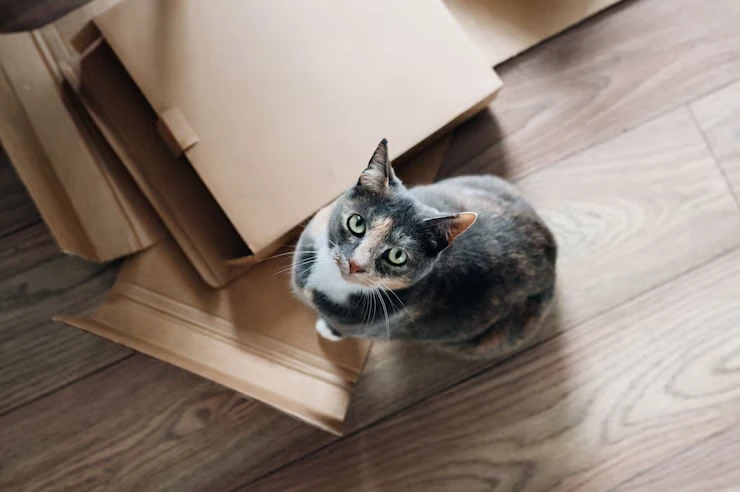 Emergency and Short-Notice Cat Relocation