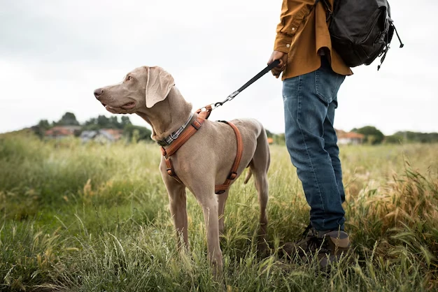 Emergency and Time-Sensitive Pet Transport