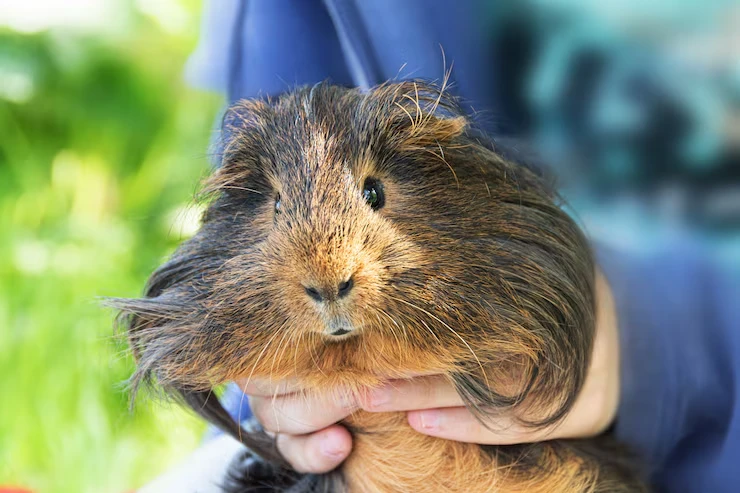 Exotic Pet Relocation Services From the UK to Spains