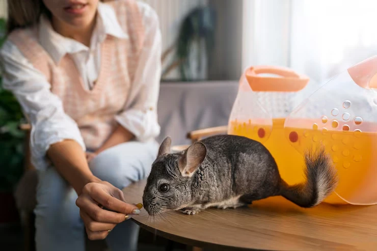 Exotic Pet Relocation Services UK
