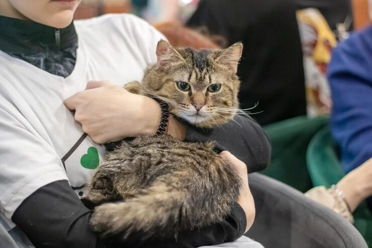 IATA Approved Cat Crate Preparation