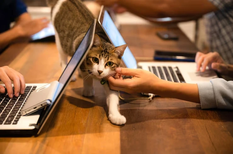 International pet relocation
