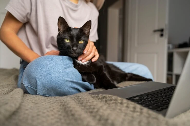 International pet transport has become significantly stricter since Brexit changed the UK's movement rules.