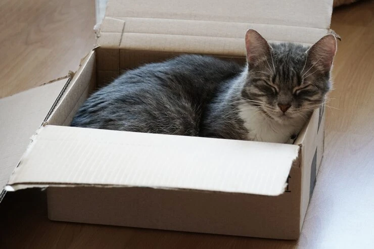 Long Distance UK and International Cat Relocation