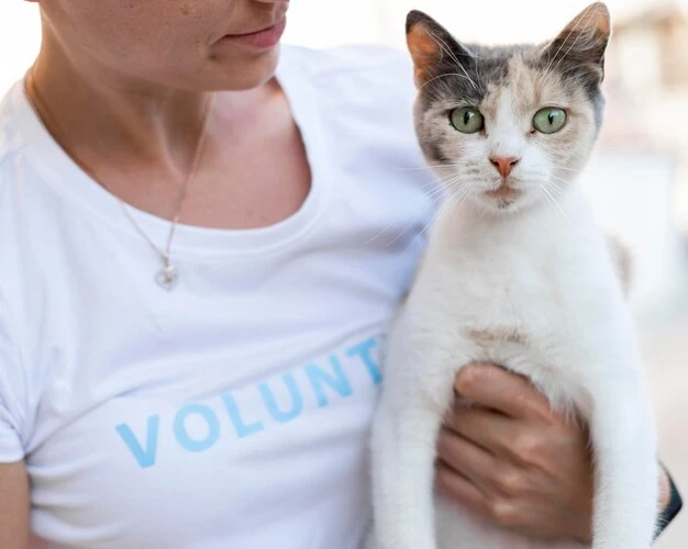 Long Distance and International Pedigree Cat Transport
