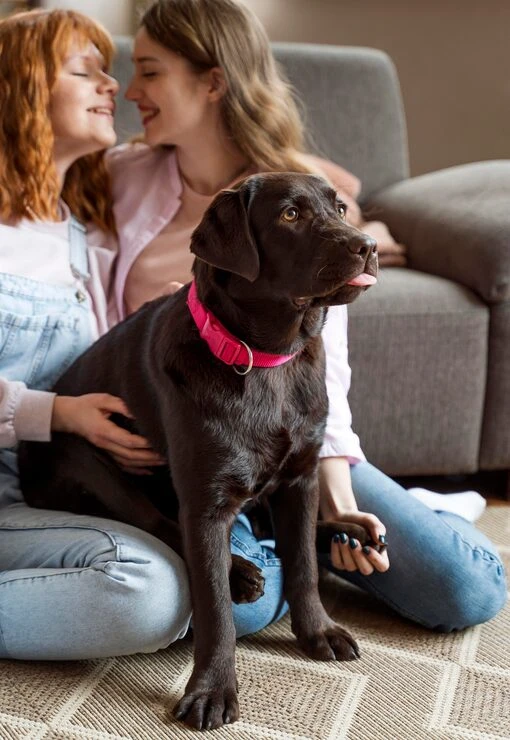 Long Distance and International Pedigree Dog Transport