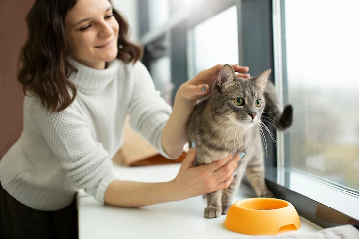 Luxury Cat Transport Services UK