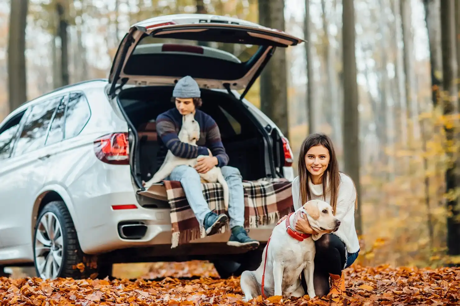 Luxury Pet Transport and Travel Coordination UK Wide