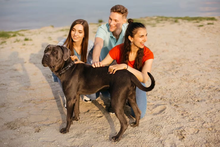 Multi-Pet Family Travel Arrangements