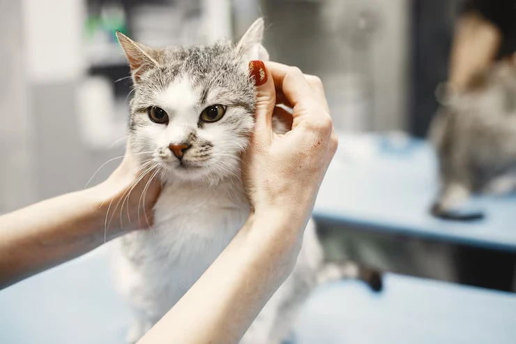 Pedigree Cat Relocation Services UKs