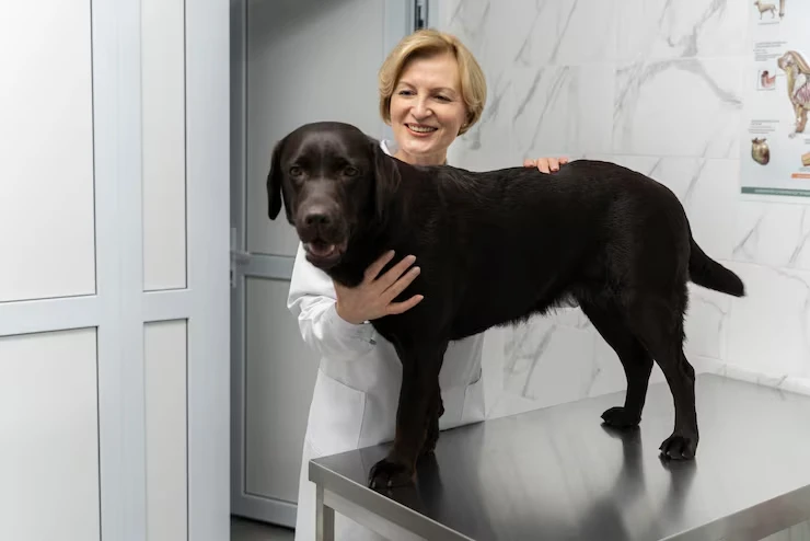 Pedigree Dog Relocation services