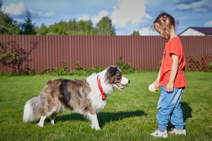 Pet Transport Services From the UK to the Netherlands