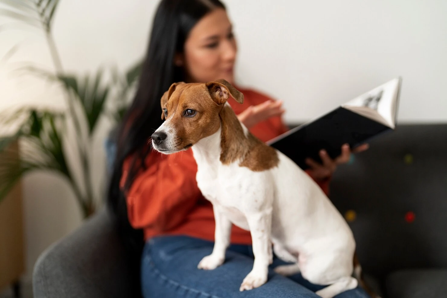 Pet conciegr services