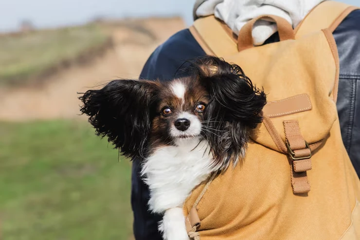 Priority Luxury Dog Transport Across the UK
