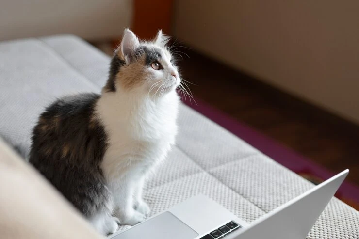 Priority Pedigree Cat Relocation Across the UK