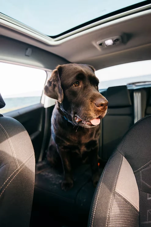 Private Jet Pet Transport Services From the UK to Spaain