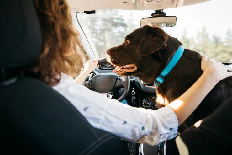 Private Jet Pet Transport Services From the UK to Spain