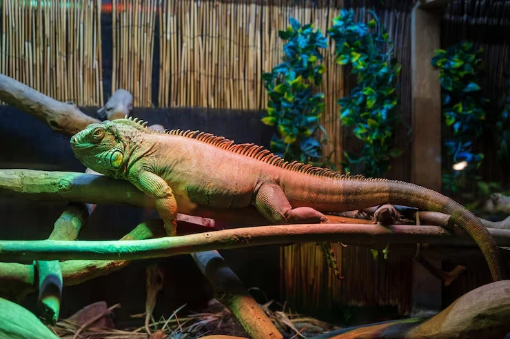 Reptile and Amphibian Relocation Services