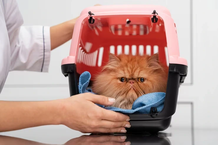 Road Transport for Cats Across Europe