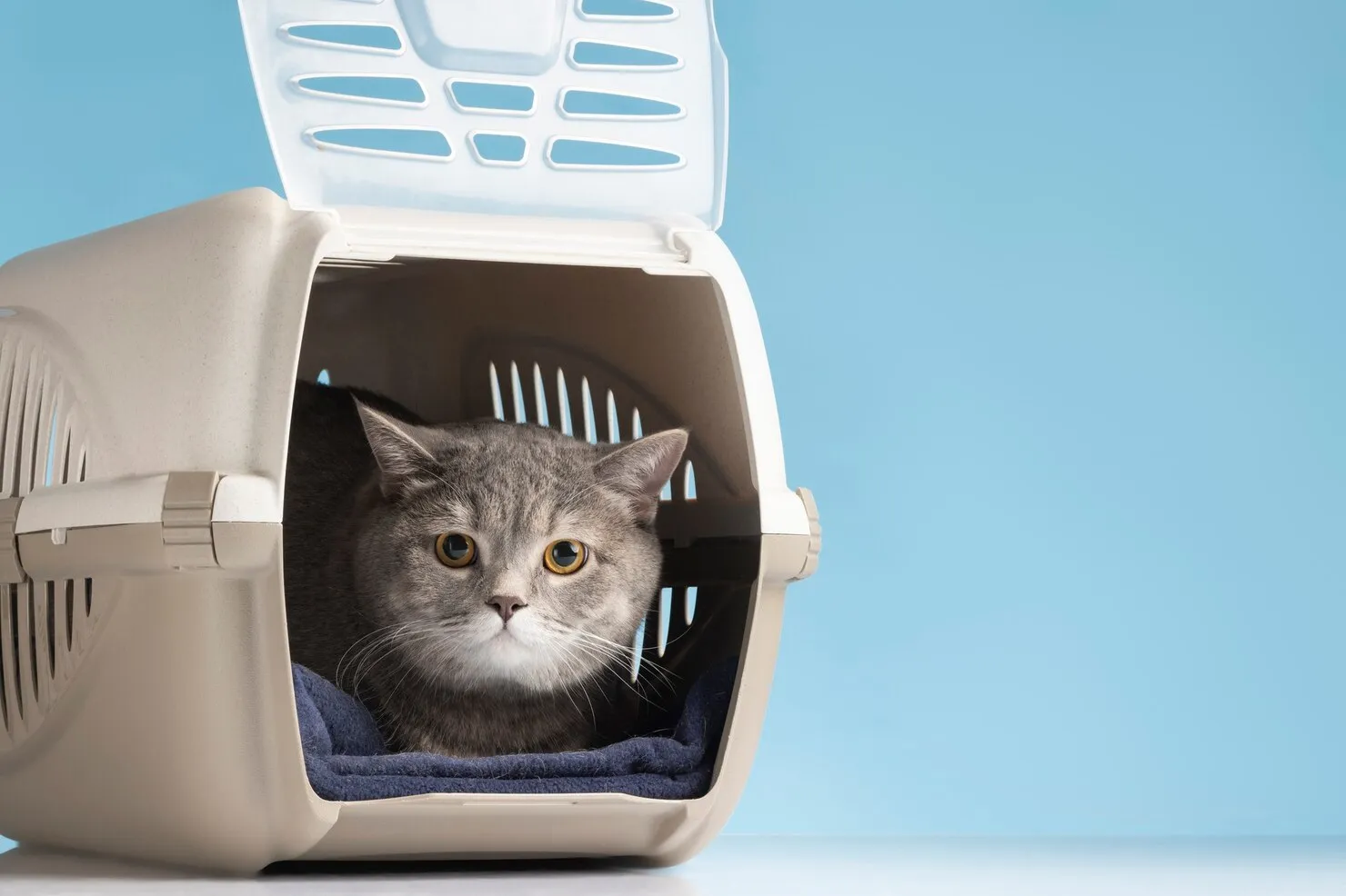 Secure Travel Carriers for UK Cat Transport