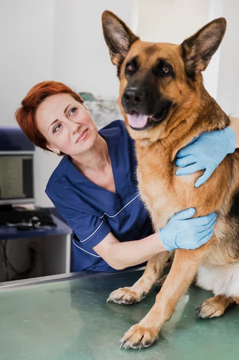 Veterinary Coordination and Compliance Support