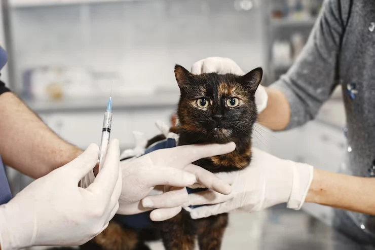 Veterinary Coordination and Health Support Across the UK
