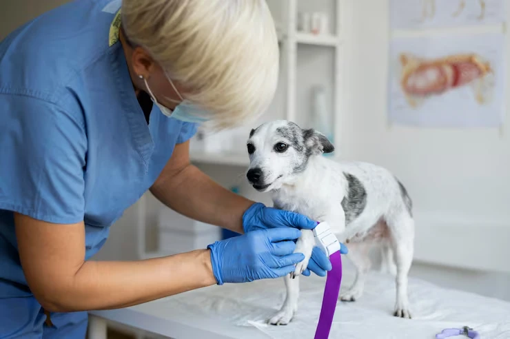 Veterinary Coordination and Health Support Across the UKs