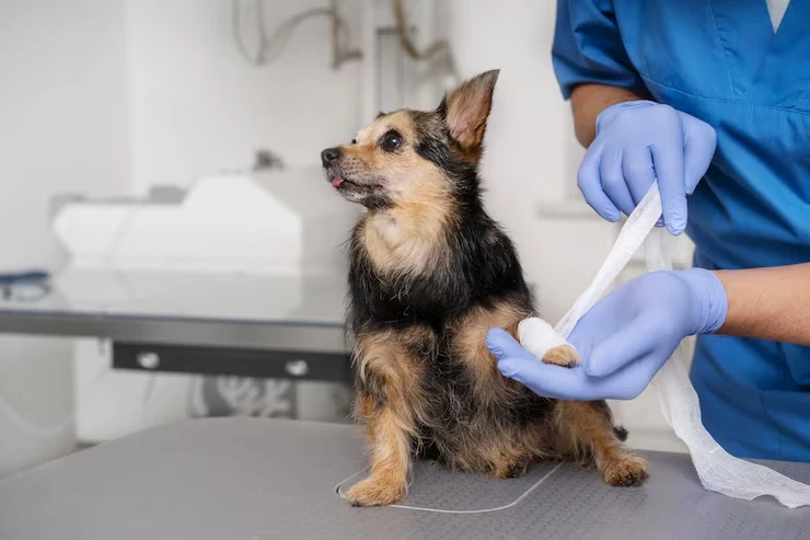 Veterinary Coordination and Health Support