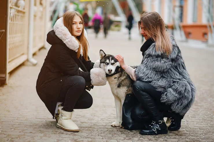 Why Choose Us for private jest pet transport services