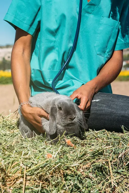 exotic mammals Veterinary and Specialist Coordination Across the UK